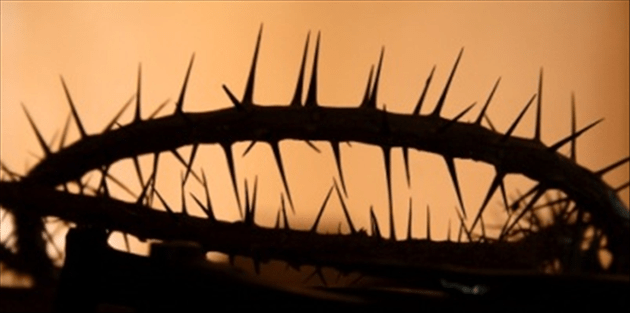 4431-crown of thorns_edited.630w.tn