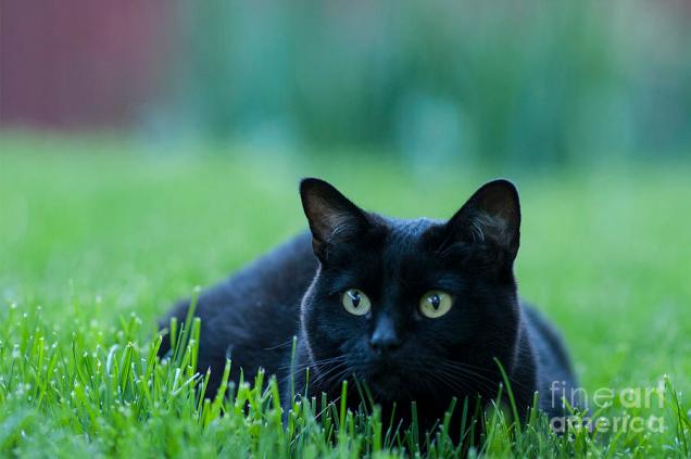 black-cat-juli-scalzi